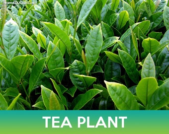 Tea Plant Seeds, Camellia sinensis