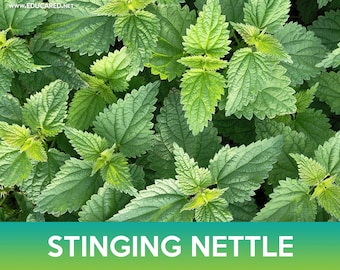 Stinging Nettle Seeds