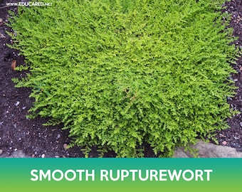 Smooth Rupturewort Groundcover Seeds, Green Carpet