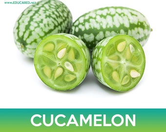 Cucamelon Seed, Mouse Melon