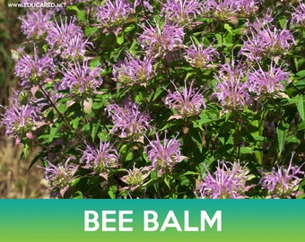 Puede incluir: Un primer plano de una planta de bálsamo de abeja con flores moradas vibrantes en plena floración. La planta tiene hojas verdes y está en plena floración. El texto "BEE BALM" se muestra en la parte inferior de la imagen.