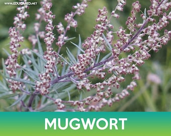 Mugwort Seeds, Wild Wormwood, Artemisia vulgaris