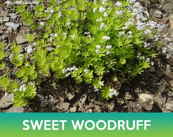 Sweet Woodruff Seeds, Galium odoratum