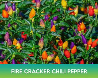 Firecracker Chili Pepper Seeds