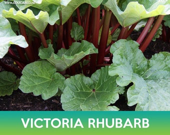 Victoria Rhubarb Seed