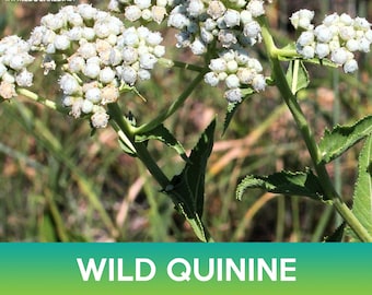 May include: A close-up of a wild quinine plant with white flowers and green leaves. The plant is in bloom and the flowers are clustered together. The plant is growing in a field of grass.