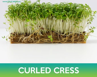 Curled Cress Seeds