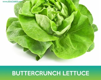 Buttercrunch Lettuce Seeds, Butterhead Lettuce