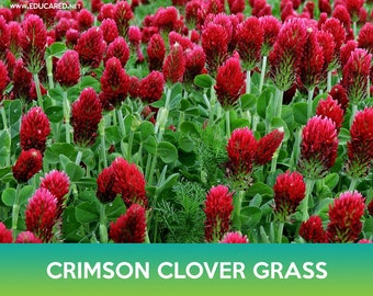 Crimson Clover Grass Seeds