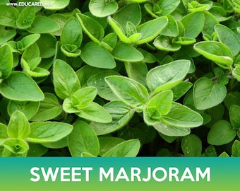 Sweet Marjoram Seeds