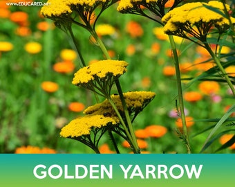 Gold Yarrow (Achillea filipendulina) | Applewood Seed Company