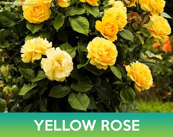 Yellow Rose Seeds