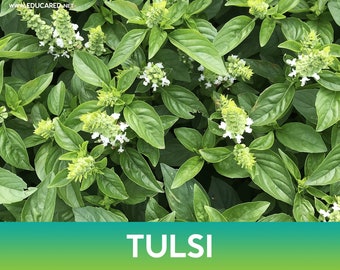 Tulsi Basil Seeds, Holy Basil