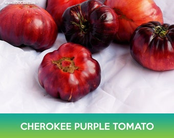 Cherokee Purple Tomato Seeds