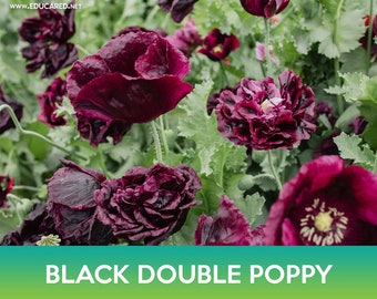 Black Double Poppy Seeds