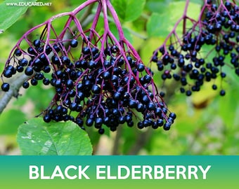 American Black Elderberry Seed