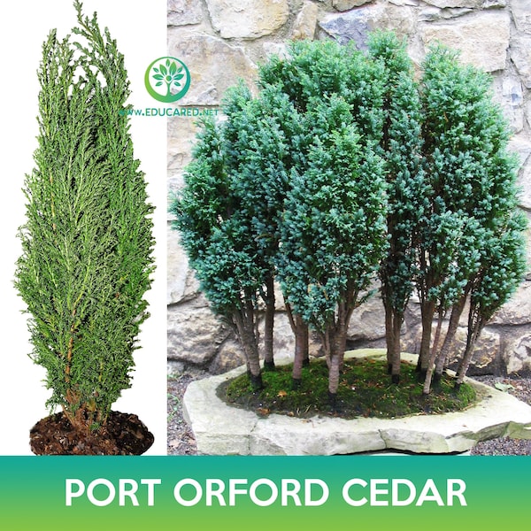 Port Orford Cedar Tree Seeds, Lawson Cypress, Chamaecyparis lawsoniana