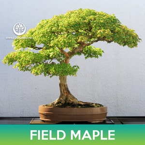 May include: A bonsai tree with green leaves in a brown pot. The tree is a field maple, a type of maple tree that is native to North America. The tree is in a small pot, and the branches are carefully pruned and shaped. The tree is a popular choice for bonsai because of its small size and its ability to be trained into interesting shapes.