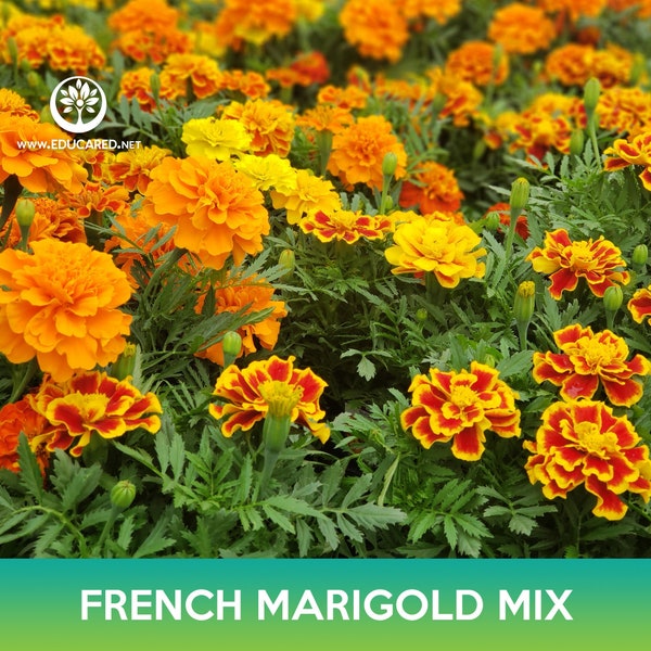 French Marigold Flower Mix Seeds, Tagetes patula