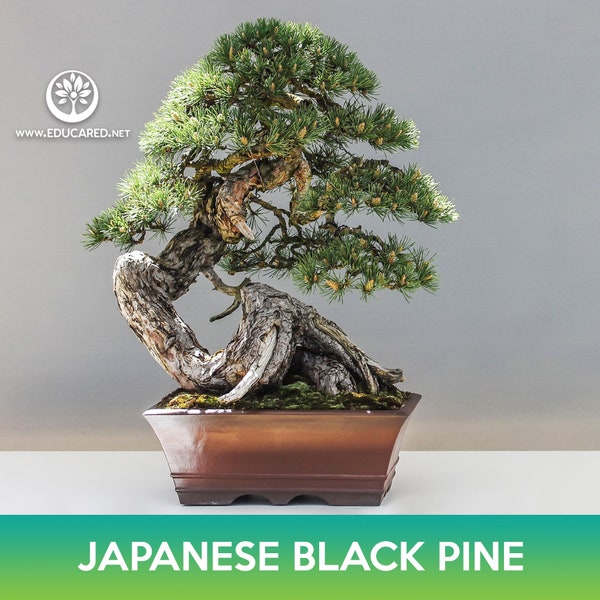 Japanese Black Pine Tree Seeds, Pinus thunbergia