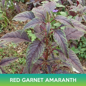 Red Garnet Amaranth Seeds, Edible Amaranth