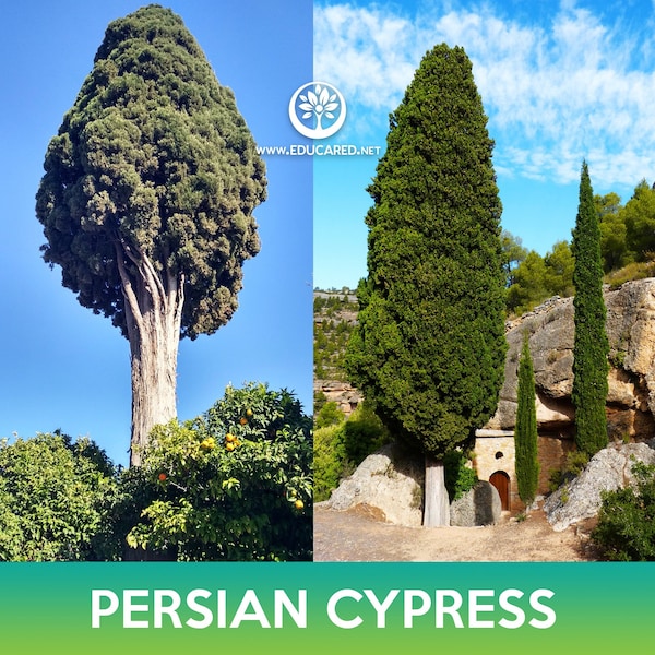 Persian Cypress Tree Seeds, Cupressus sempervirens