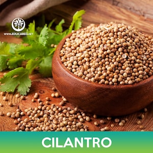 Cilantro Seeds, Coriander