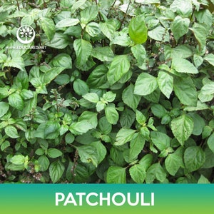 May include: A close-up of a patchouli plant with lush, green leaves. The image features a dense arrangement of foliage, with the word "PATCHOULI" in white text at the bottom. The leaves vary in size and shape, creating a textured appearance.