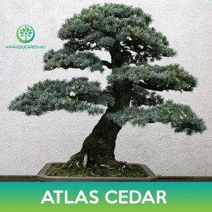 Atlas Cedar Tree Seeds, Cedrus libani subsp. atlantica image 1
