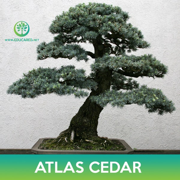Atlas Cedar Tree Seeds, Cedrus libani subsp. atlantica