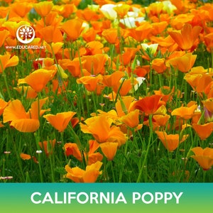 California Poppy Seeds