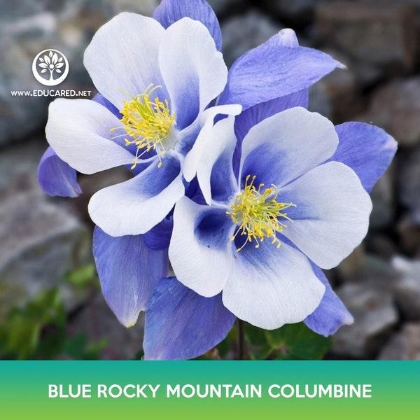 Blue Rocky Mountain Columbine Flower Seeds, Aquilegia caerulea