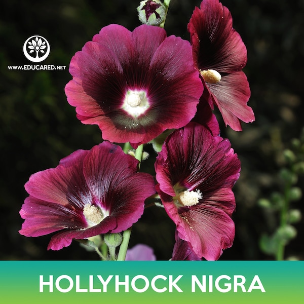 Hollyhock Nigra Flower Seeds, Alcea rosea nigra