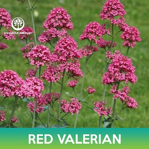 Red Valerian Flower Seeds, Jupiter&#39;s Beard