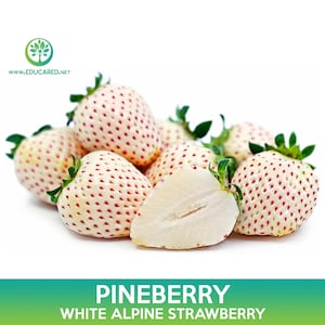 Pineberry Seeds, White Alpine Strawberry