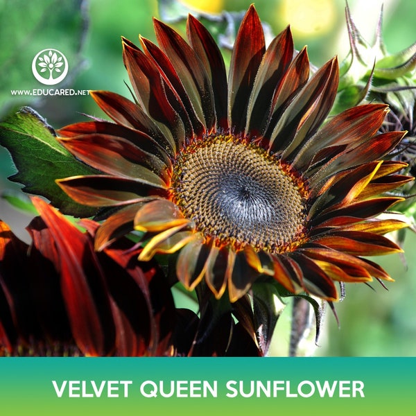 Velvet Queen Sunflower Seeds