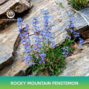 Rocky Mountain Penstemon Flower Seeds