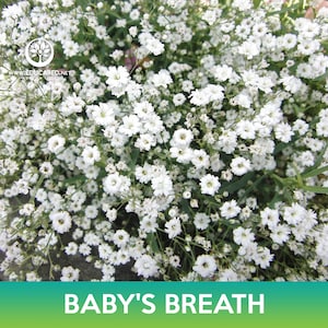 Baby's Breath Flower Seeds
