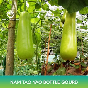 Nam Tao Yao Bottle Gourd Seeds, Opo Squash