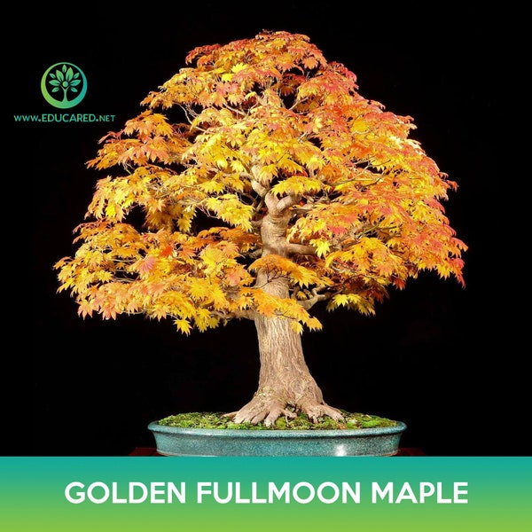 Golden Fullmoon Maple Tree Seeds, Acer shirasawanum var. aureum