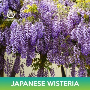 Japanese Wisteria Tree Seeds, Wisteria floribunda
