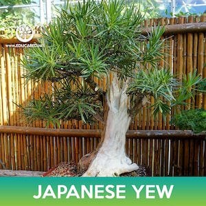 Japanese Yew Seeds, Plum Pine Yew, Podocarpus macrophyllus