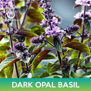May include: Close-up of dark opal basil plant with purple flowers and dark green leaves. The plant has a deep purple hue and is growing in a garden.