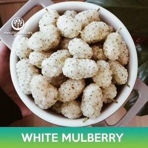 White Mulberry Seeds