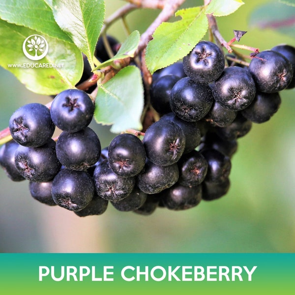 Purple Chokeberry Seeds, Aronia prunifolia