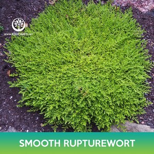 Smooth Rupturewort Groundcover Seeds, Green Carpet