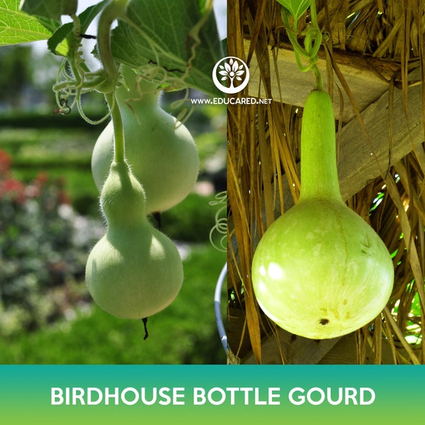 Birdhouse Bottle Gourd Seeds, Calabash