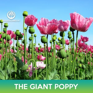 The Giant Poppy Flower Seeds