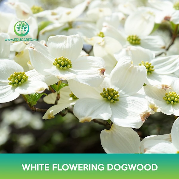 White Flowering Dogwood Tree Seeds, Cornus florida