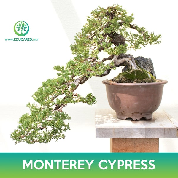 Monterey Cypress Tree Seeds, Cupressus macrocarpa, Hesperocyparis macrocarpa